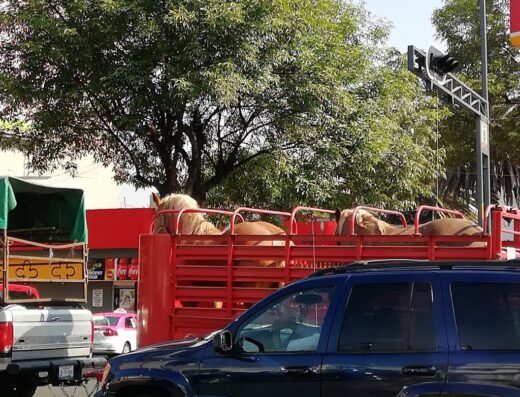 Pemex Grupo Macruz S.A. de C.V.