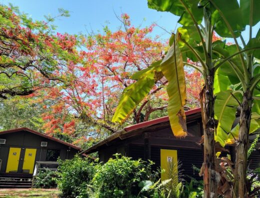 PK’s Jungle Village