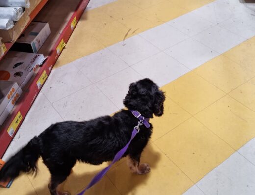 Bunnings Randwick