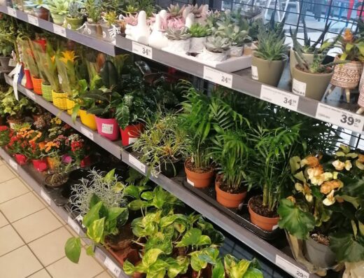 Konzum