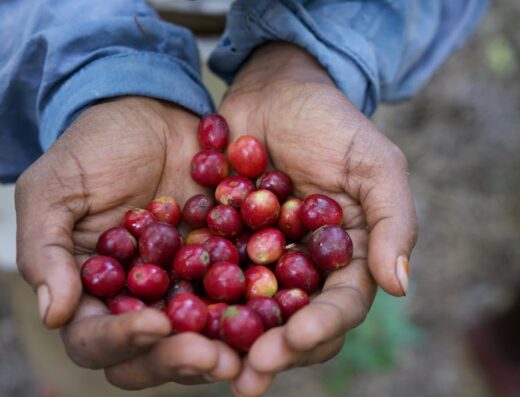 South India Coffee Company