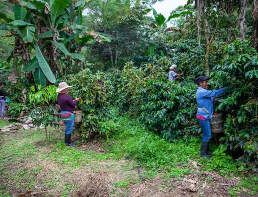 Global Coffee Platform